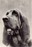 Chien de Saint-Hubert - Bloodhound